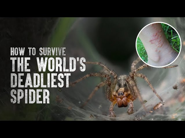 How to Survive the World's Deadliest Spider