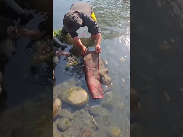 tilapia in the river