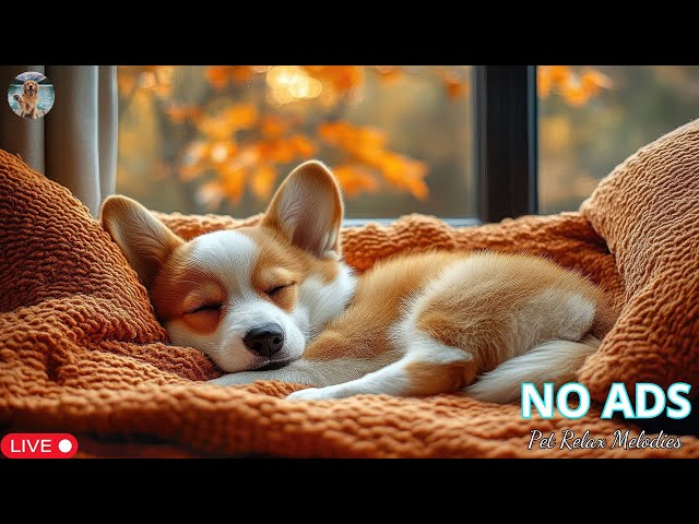 A Rainy Day Music to Calm Dogs 🐶💖 For A Super Effective Sleep 🐶🐶 Stress Relief🐶💖NO ADS