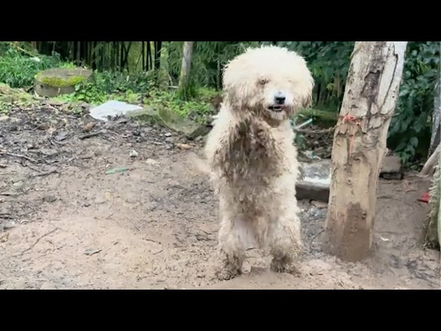 Chained under a tree and his fur soaked, he trembled trying to stand up on two legs begging for help