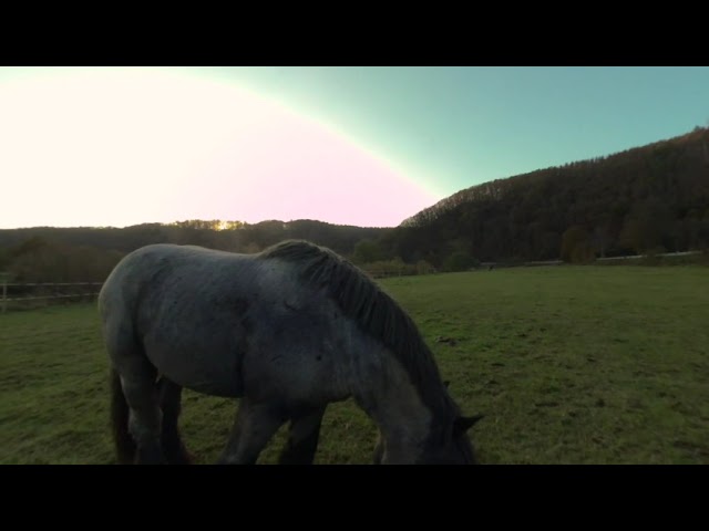 3D 180 Horse in a Field