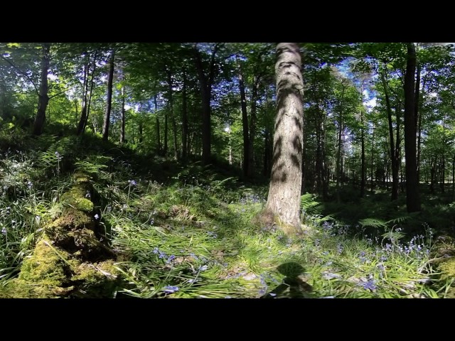 Beautiful Bluebell Forest - 360 Video [Royalty Free Stock Footage] $350 [4K VR Stereoscopic 3D]