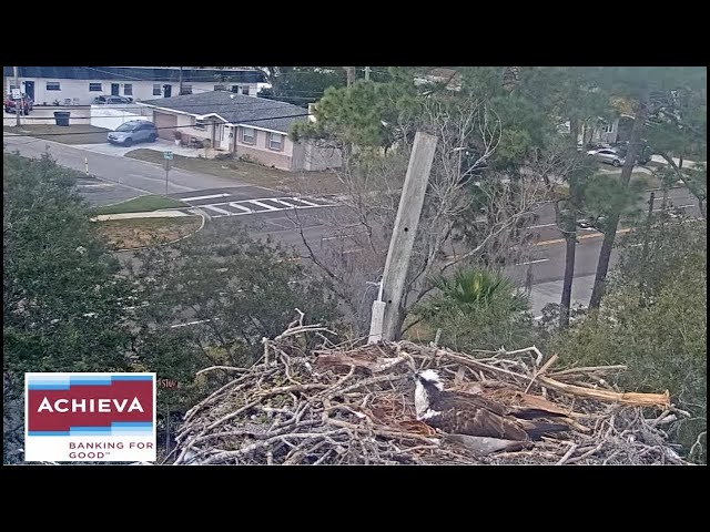 Achieva Osprey Cam