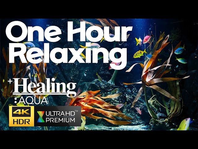 Best 4K HDR Aquarium - Perfect for relax Screensaver - Sequence 10 [1 Hour]