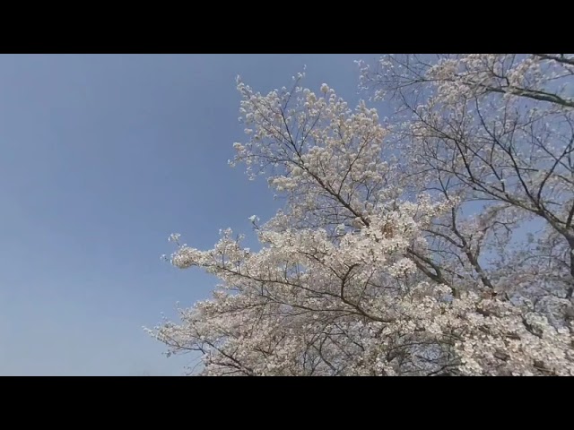 桜(VR180+3D)4K