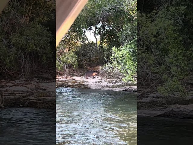 Baby Hippo spotted: Victoria Falls #healthyhappyhippo