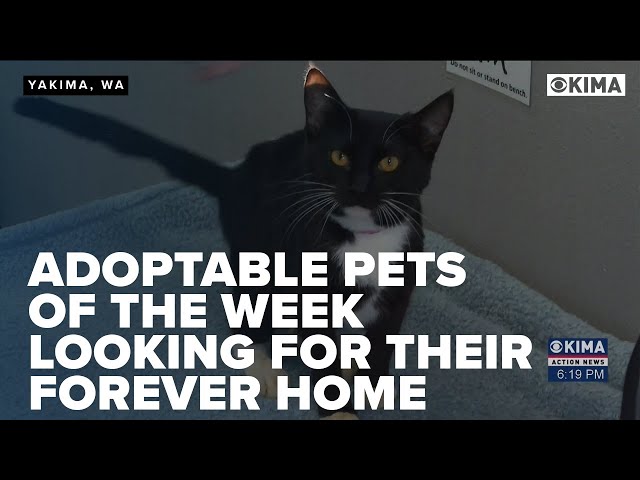 Adoptable Pets of the Week, Looking for their Forever Home