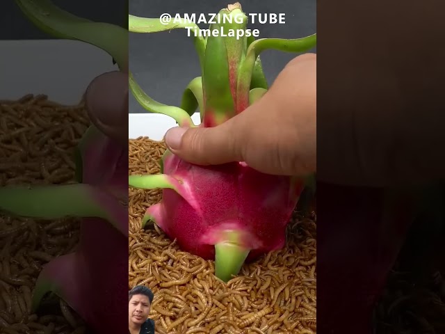 Unique Worms vs dragon fruit