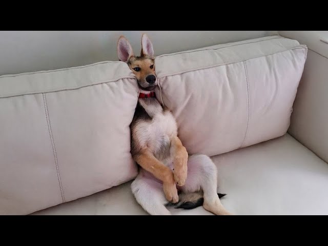 The Funniest Animal Videos 2024 😁 Funny Dogs and Cats are here to Break your HEART