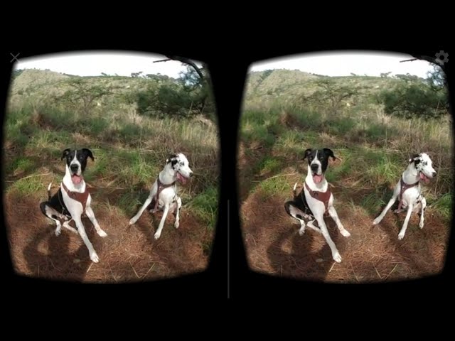 Perros en realidad virtual | VR Experience #5