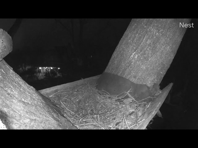 Rarely heard Great Horned Owl mating whistle