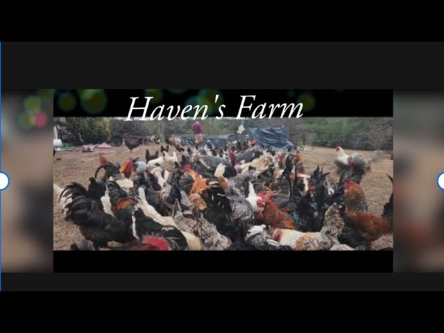 UnCut Look At Raising 100s of Chickens Turkeys Ducks Guineas & Quail Homestead!