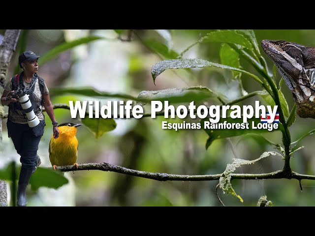 Wildlife Photography at Esquinas Rainforest Lodge, Costa Rica