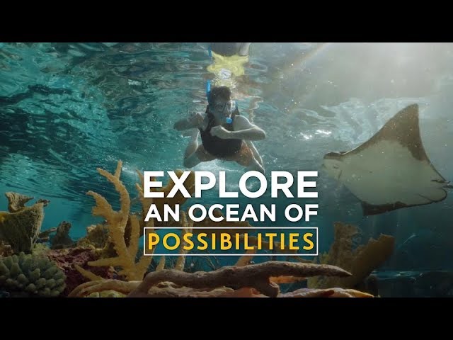 Snorkel, Dive, Discover - Discovery Cove & Travel + Leisure