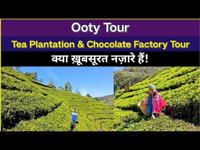 Ooty Tour: Explore Tea Plantations, Tea Factory & Chocolate Factory #OotyTour#travel #TeaPlantation