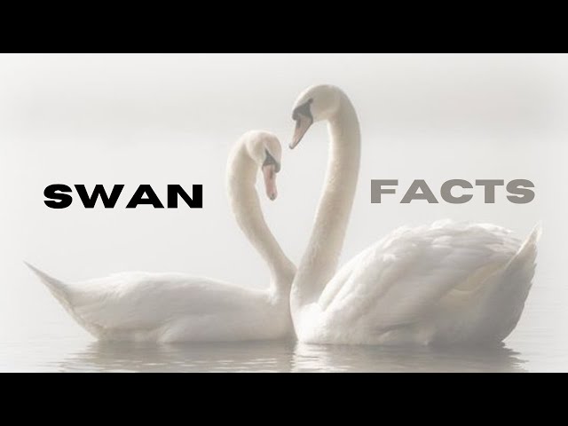 Amazing Swan Facts Revealed #shorts #facts #nature #2025 #newyear