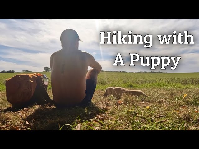 Hiking with a Puppy | Meet Nimbus