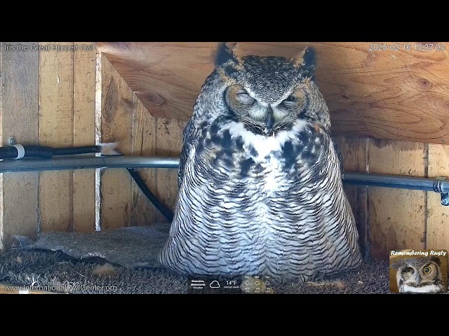 Iris the Great Horned Owl