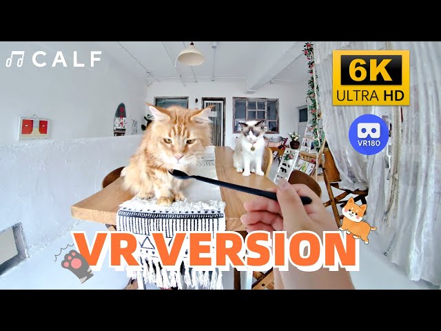 【VR180 6K】Do you like kittens or puppies?😎😎 | Calf VR | Meta Quest |