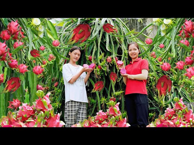 How to Harvest Dragon Fruit & Fruits and  Go To Market Sell - Daily Vlog | Hanna Daily Life