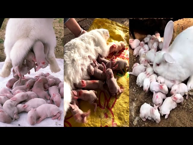 Rabbit Giving Birth | wild rabbit giving birth | baby rabbit