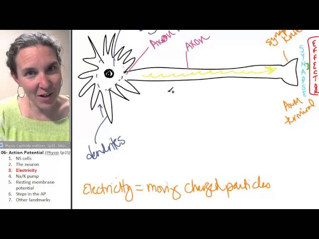 Action Potential 3- Electricity