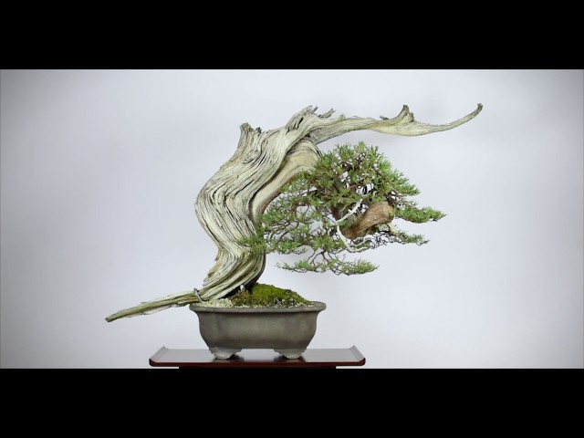 ASMR Bonsai | Rocky Mountain Juniper