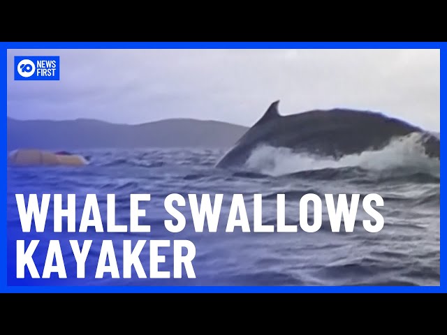 Kayaker Swallowed By Humpback Whale In Chile | 10 News First