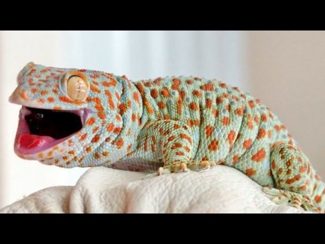 Suara Tokek Yg Keras Seram, Suara Tokek, Sound of Tokay, Gecko Sound, เสียงตุ๊กแก..ร้องน่ากลัว