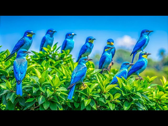 World's Most Wonderful Birds | Breathtaking Nature | Relaxing Bird Songs | Stress Relief & Healing