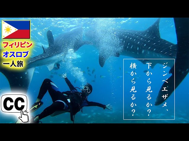 【フィリピン】ダイビングが衝撃！セブ島No.1人気スポット・オスロブ徹底解説【ジンベイザメ】