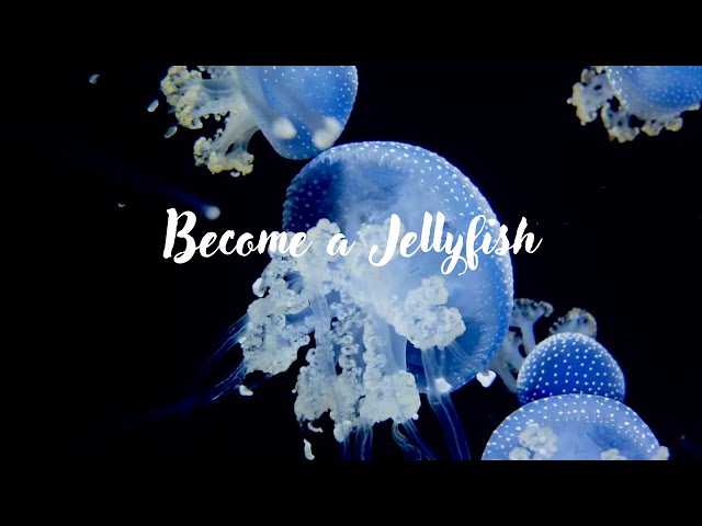 You're a Jellyfish! 🪼 Lofi Cozy Chill Study Playlist