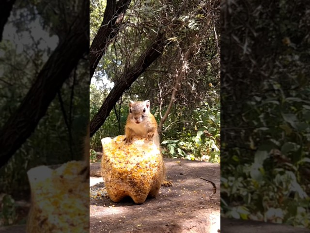 How this squirrel reacts to sounds of Birds #birds #animals #wildlife