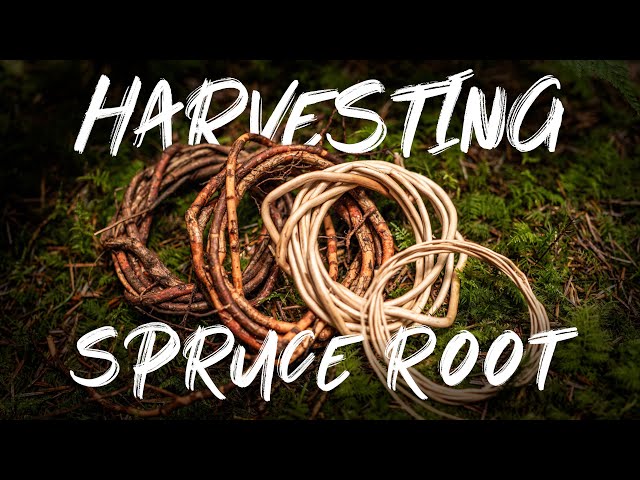 Harvesting roots for basket weaving | Spruce Root Harvesting