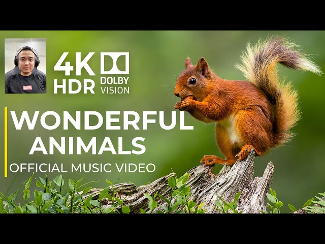 WONDERFUL ANIMALS 4K HDR | cinematic music | 12K UHD WORLD