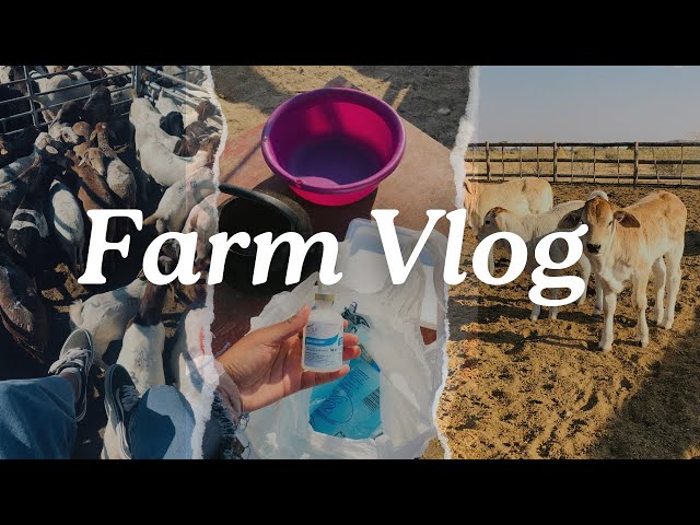 Mini Vlog: A Few Days in the Life on the Farm| Namibian YouTubers 🇳🇦