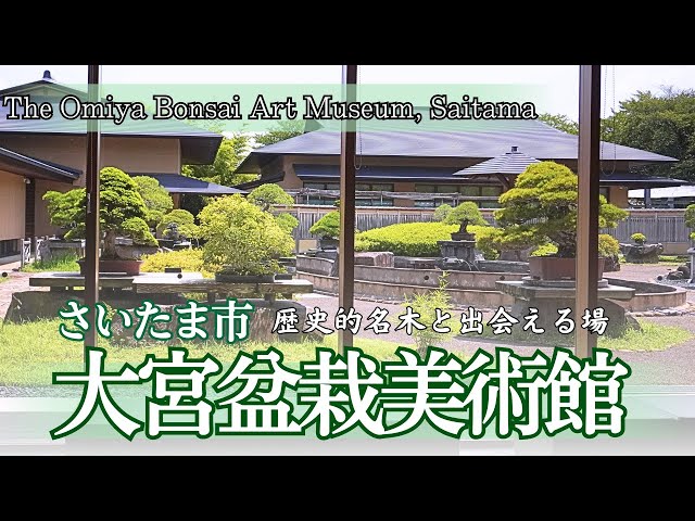 Omiya Bonsai Art Museum, Saitama City-Japan's only bonsai museum with historically renowned trees-