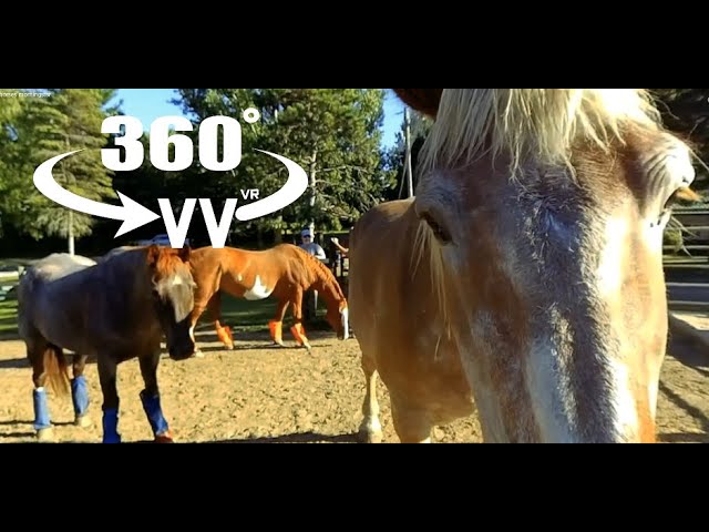 VR 360 Draft Horses!