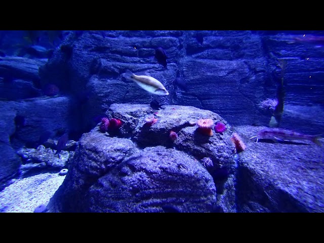 2 HOURS of Beautiful Coral Reef Fish, Relaxing Ocean Fish, Aquarium Fish Tank &  relaxing Music