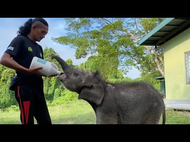 Wildlife Rangers Gave This Baby Elephant Calf A Second Chance