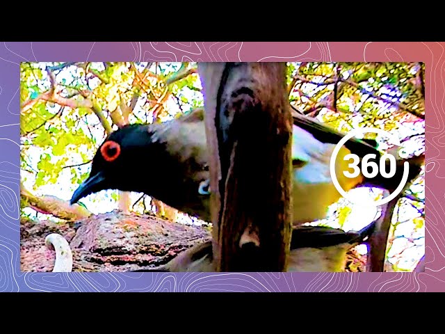 A Rainbow of South Africa birds Enjoying a Drink | Wildlife in 360 VR