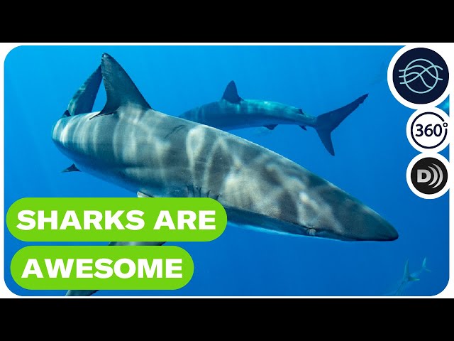 Sharks are awesome #360video | Described video version