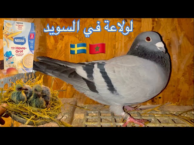 إطعام الزغاليل وتوايعة رائعة مع المولوع المغربي في السويد🇸🇪🇲🇦🔥😍