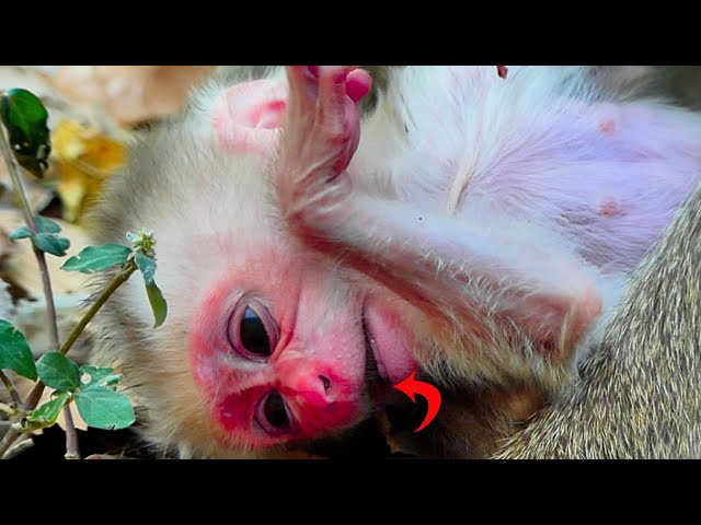 Unbelievable! 3-Day-Old Mollie Gets Her First Teeth | So Adorable!