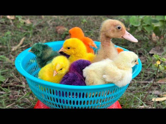 Catch millions of cute chickens, colorful chickens, rainbow chickens, rabbits, ducks, cute animals