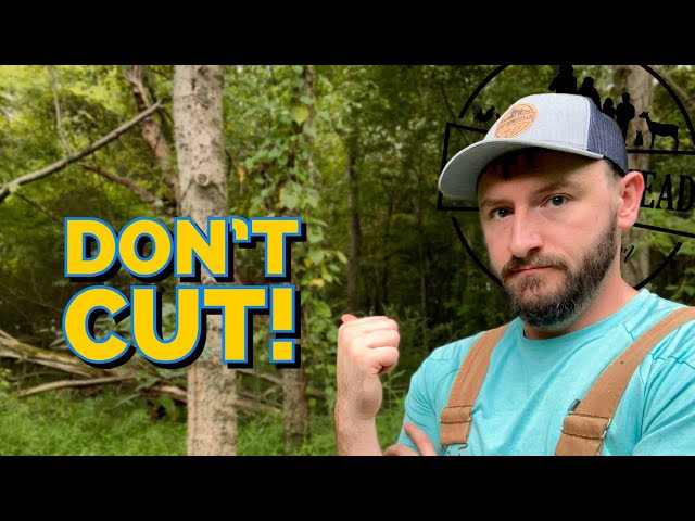 STOP Cutting Down Trees (Do This Instead) // TSI 1 Year Later