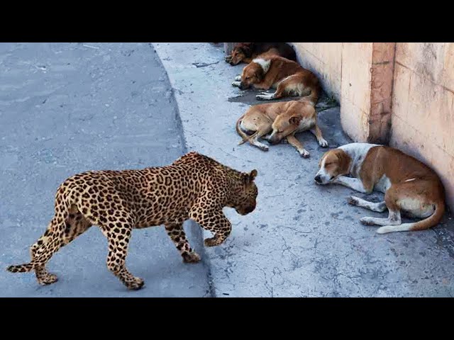 Quand les animaux se trompent d'adversaire | Meilleure compilation 2024 !