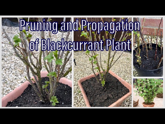 Passionate Gardener: How to  Pruning and Propagation of Blackcurrent Plant | Tricks, Tips and Care