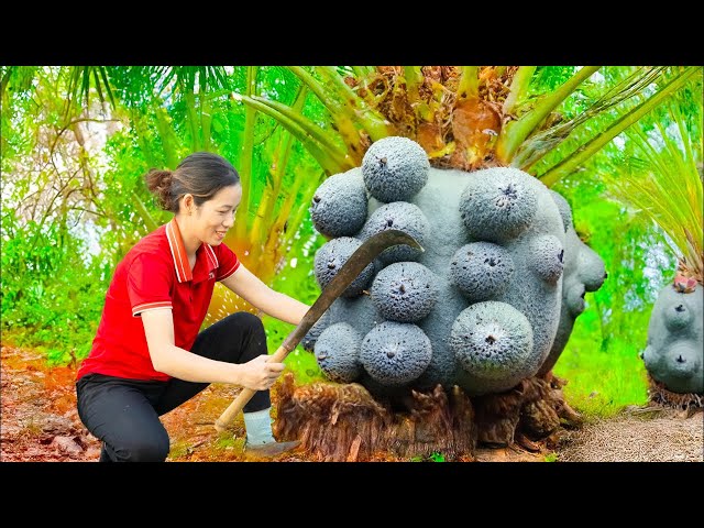 HOW TO Harvesting giant palm fruit on the tree goes to market sell | harvest and go to market