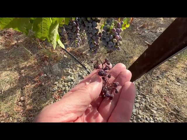 Dried Grapes! Week19 Vineyard Growth Cycle 11AUG2024